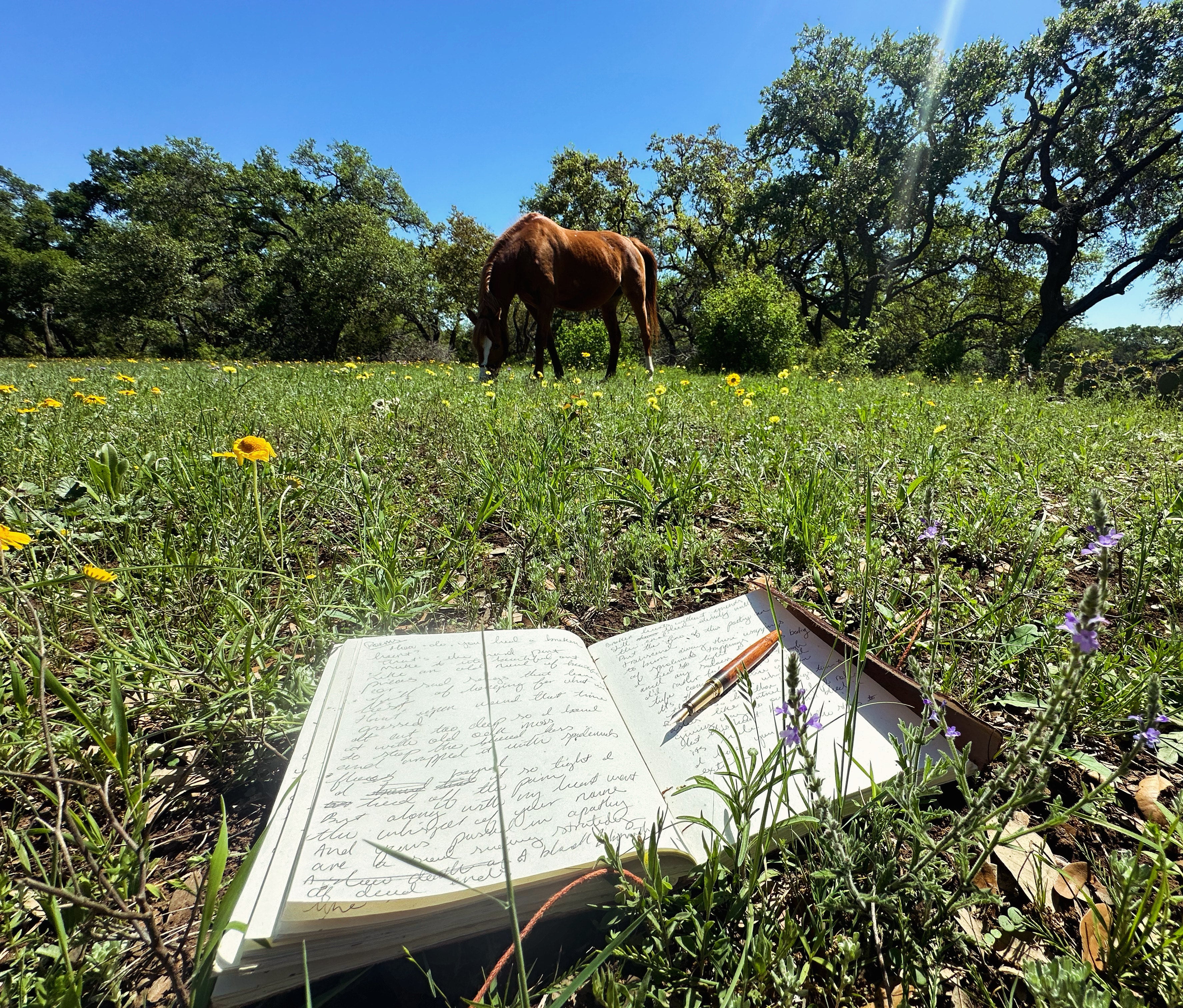 Open journal in a meadow with a horse grazing